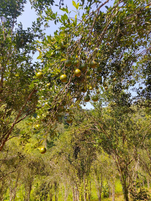 Thelakung Orange Garden, photo 1 of 9