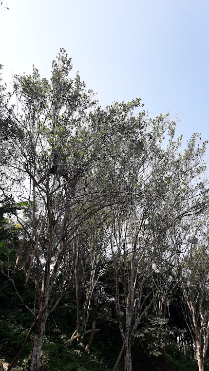 Thelakung Orange Garden, photo 2 of 9