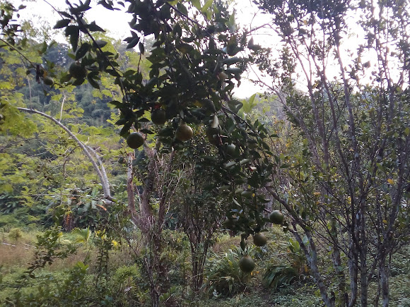 Thelakung Orange Garden, photo 4 of 9