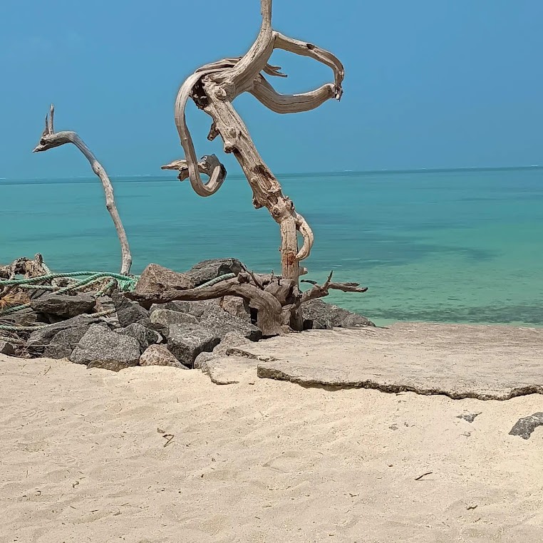 Turtle Nest Resort, photo 1 of 9