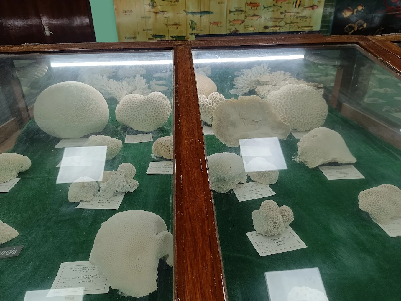 Marine Aquarium and Museum, photo 4 of 7