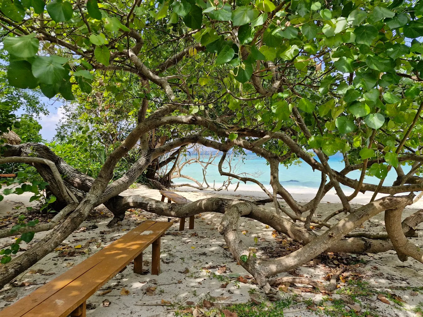 Little Andaman, Andaman and Nicobar Islands, photo 4
