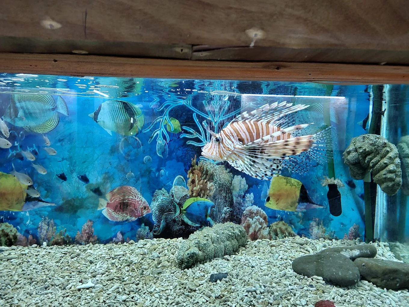 Fisheries Museum Cum Aquarium, photo 1 of 8