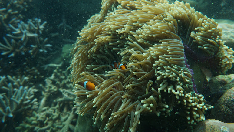 Swaraj Dweep, Andaman and Nicobar Islands, photo 4