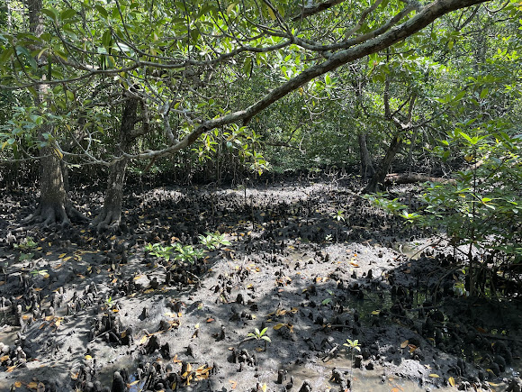 Dhani Nallah Beach, photo 4 of 8