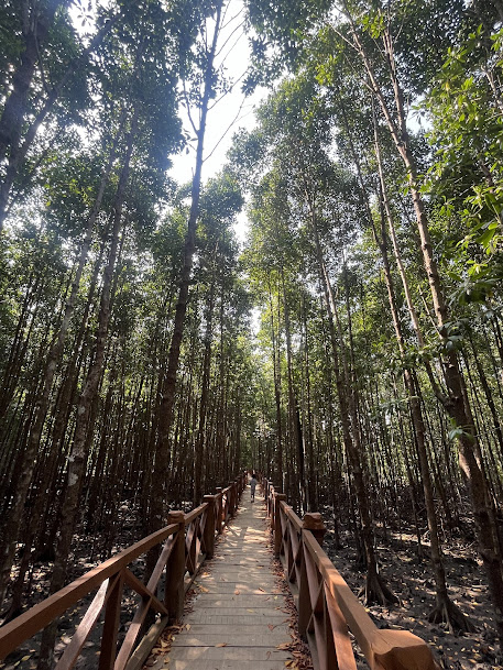 Mangrove Forest, photo 2 of 6