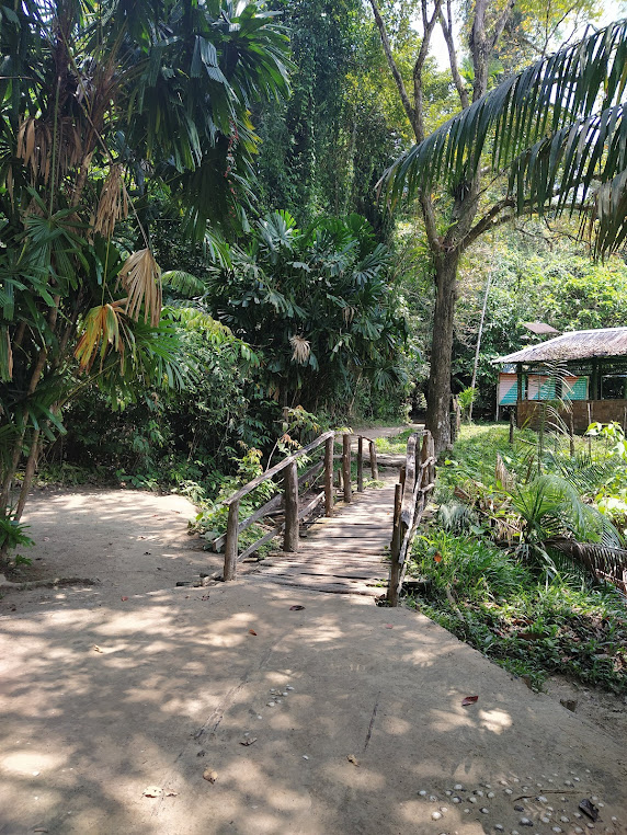 Mangrove Forest, photo 3 of 6
