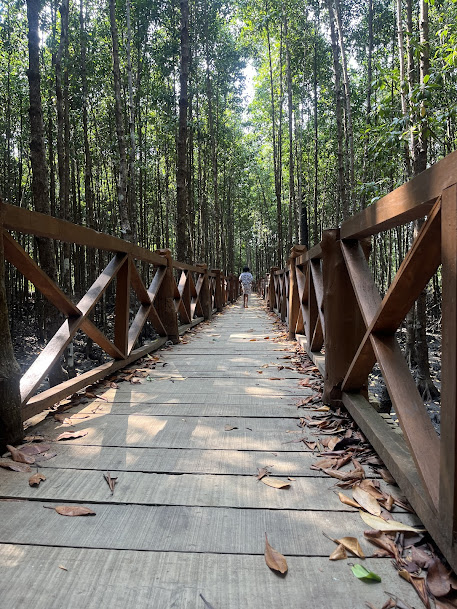Mangrove Forest, photo 4 of 6