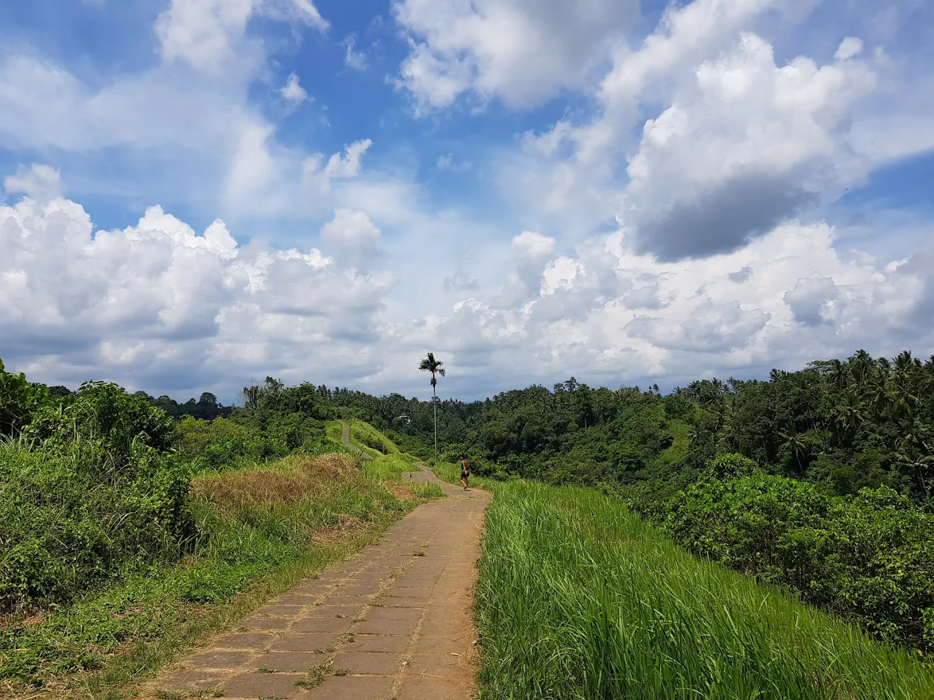 Campuhan Ridge Walk, photo 3 of 10