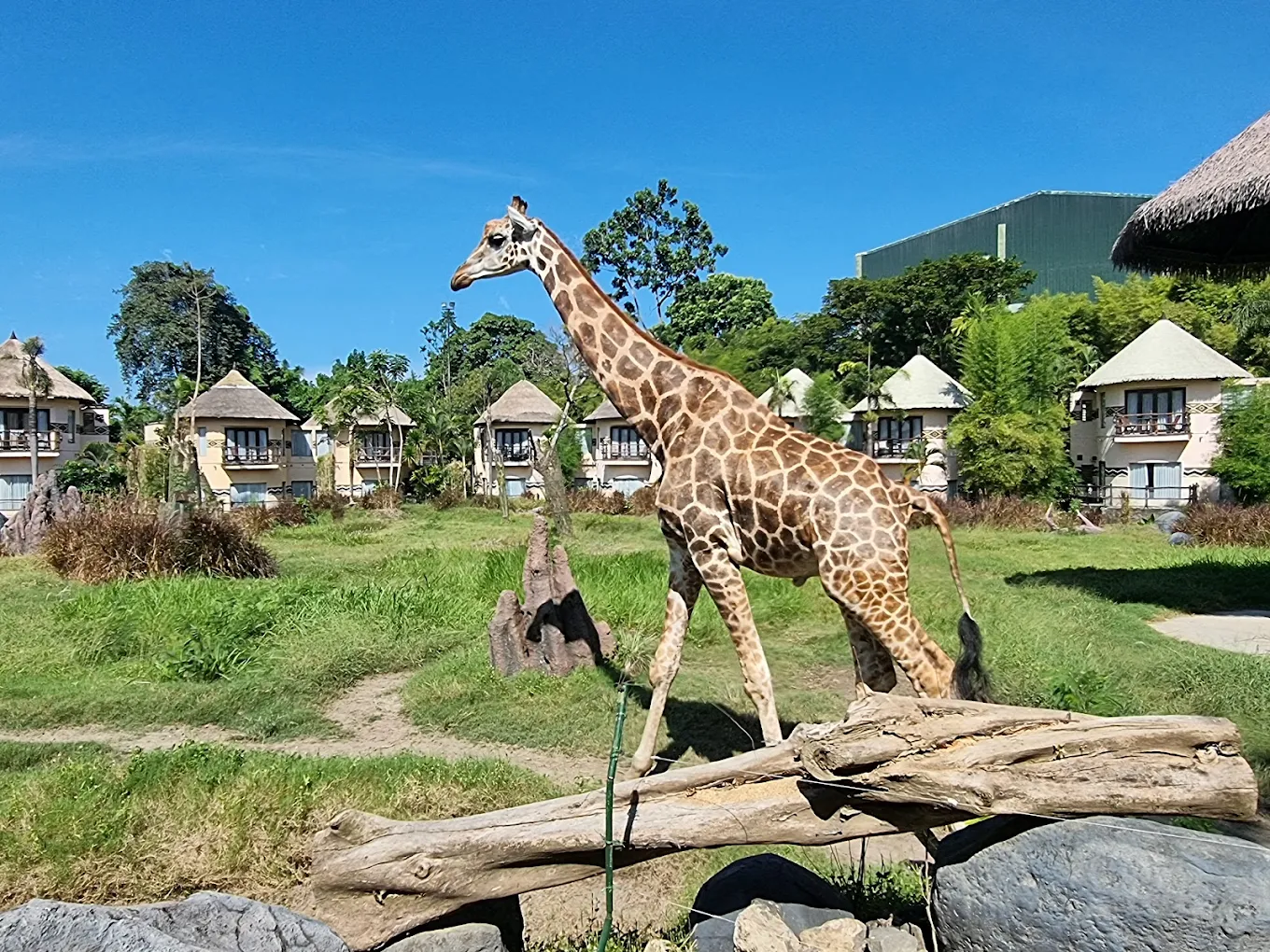 The Amazing Taman Safari Bali, photo 4 of 11