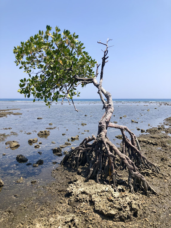Pemuteran Beach, photo 1 of 6