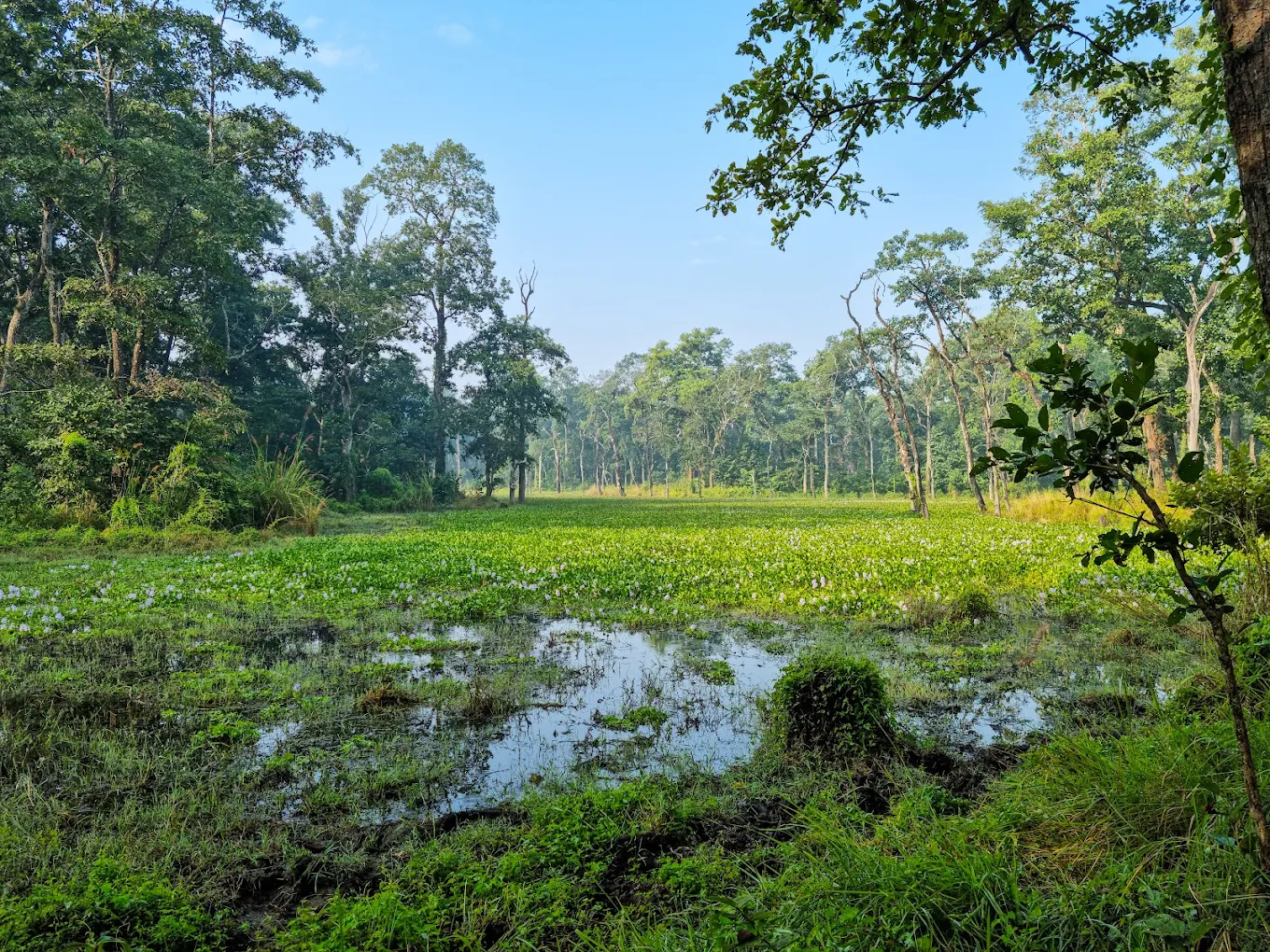 Sauraha, photo 3 of 9