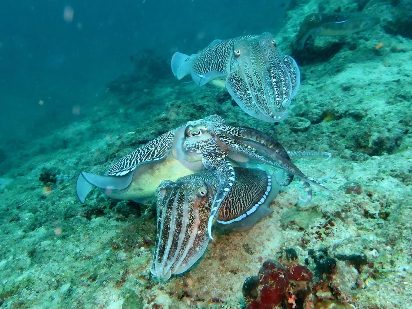 Fish Head Thila, photo 2 of 8