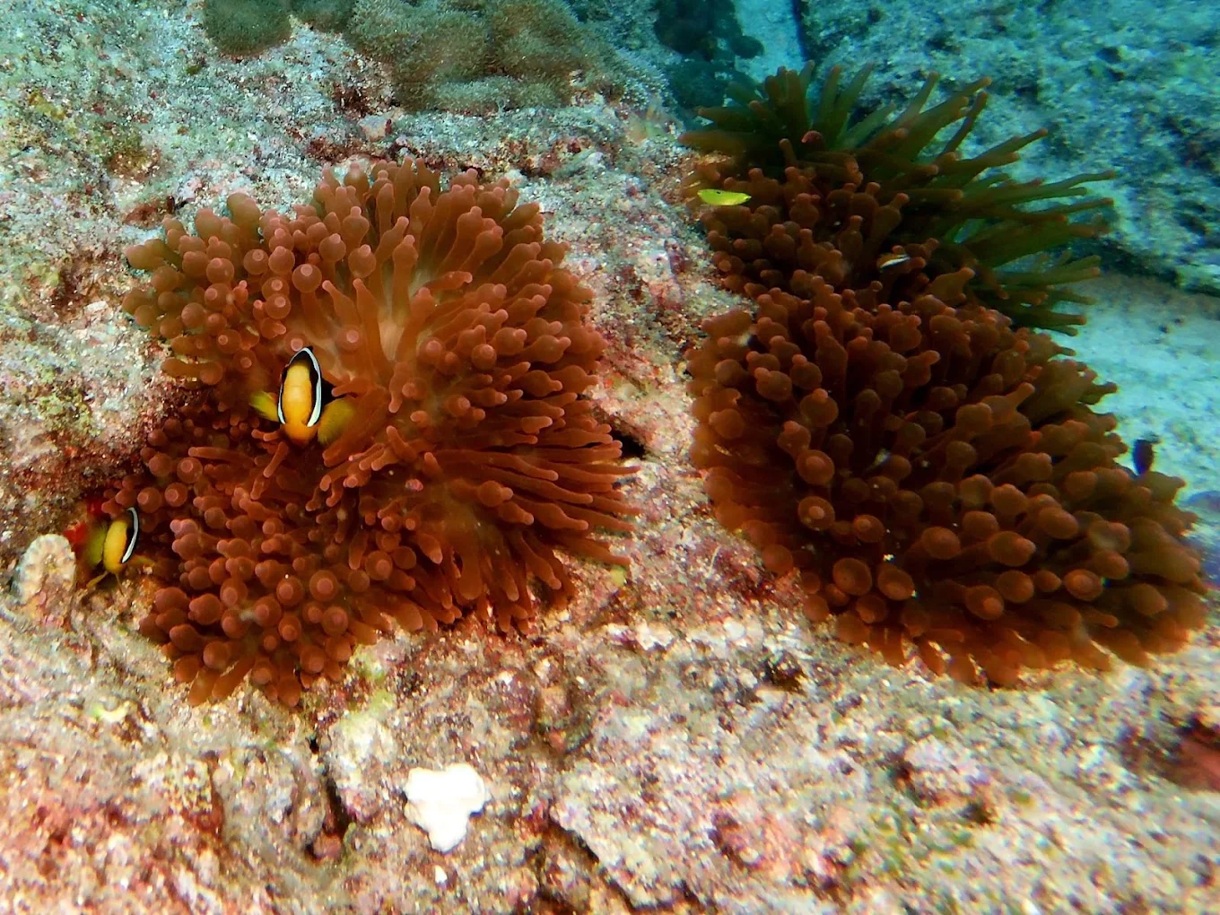 Fish Head Thila, photo 3 of 8