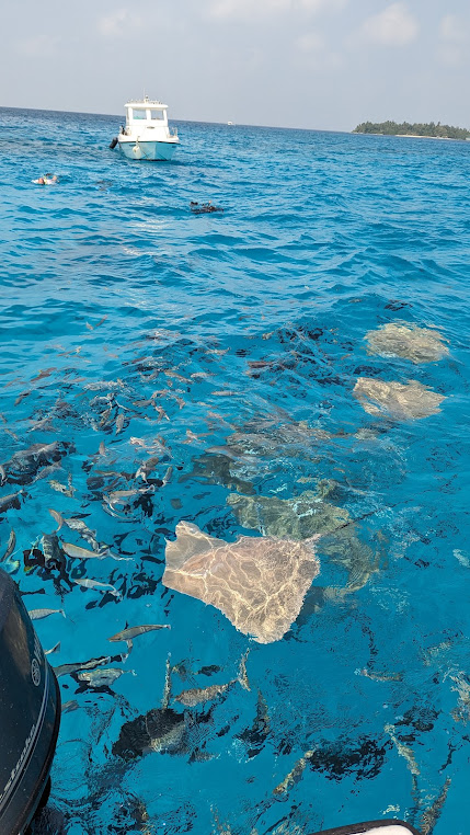 Shark point, photo 3 of 8