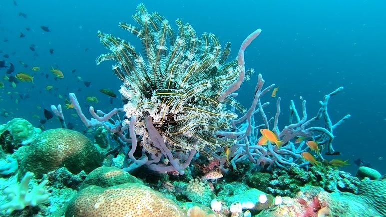 Madivaru Corner (Dive Site), photo 1 of 8