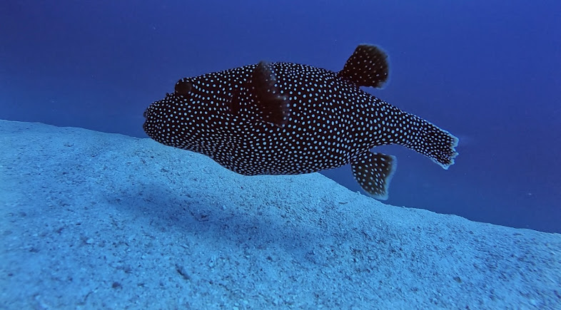 Madivaru Corner (Dive Site), photo 2 of 8