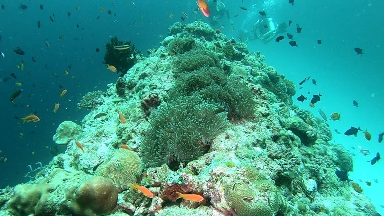 Madivaru Corner (Dive Site), photo 3 of 8