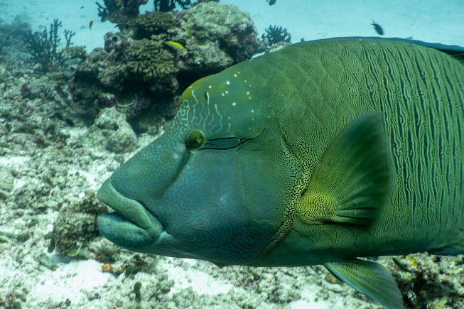 Madivaru Corner (Dive Site), photo 4 of 8