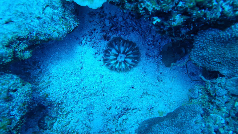 Miyaru Kandu Dive Site, photo 1 of 5