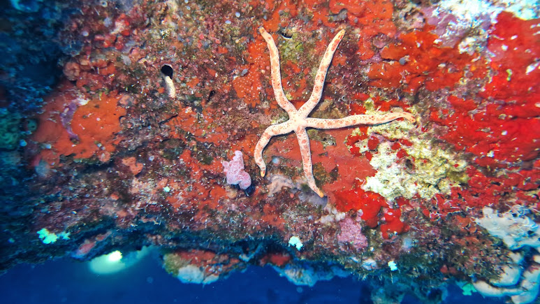 Miyaru Kandu Dive Site, photo 2 of 5