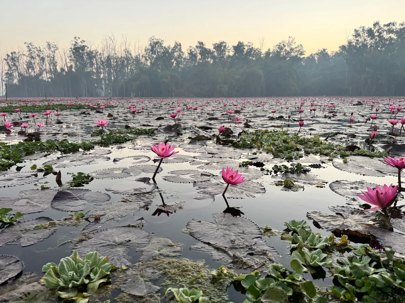 Lotus Valley, photo 2 of 10