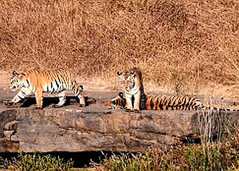 Panna National Park, photo 1 of 9