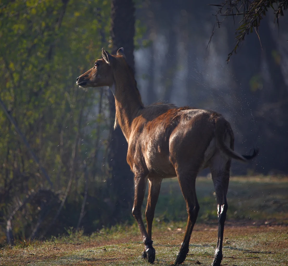 Surajpur Wetlands, photo 3 of 5