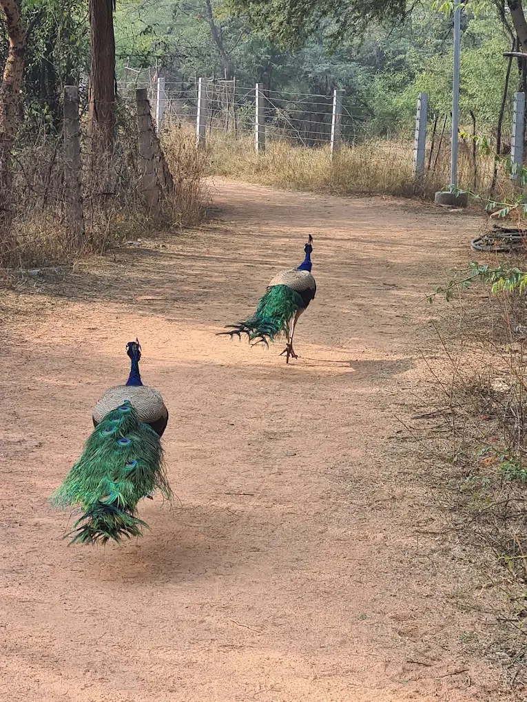 Aravalli Biodiversity Park, photo 1 of 6