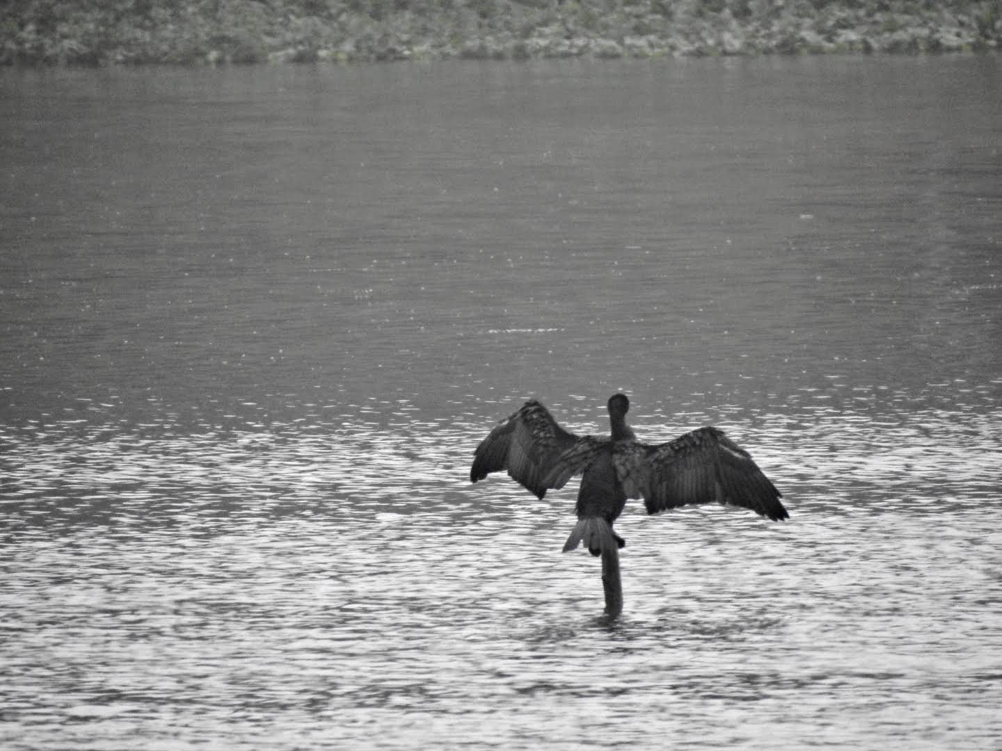 Jakkur Lake, photo 2 of 8