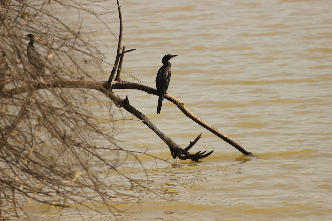 Hebbal Lake, photo 1 of 7