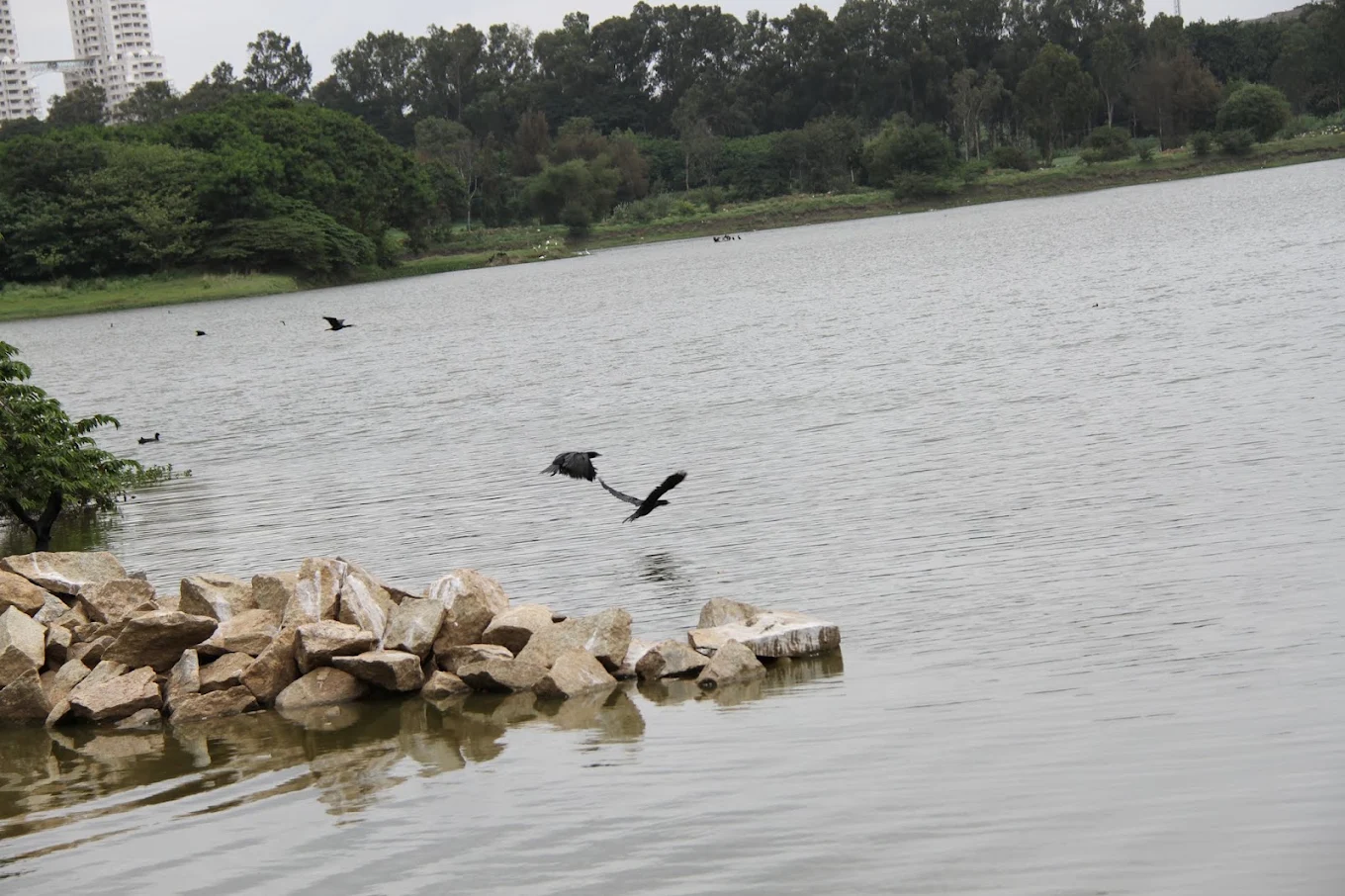 Hebbal Lake, photo 2 of 7