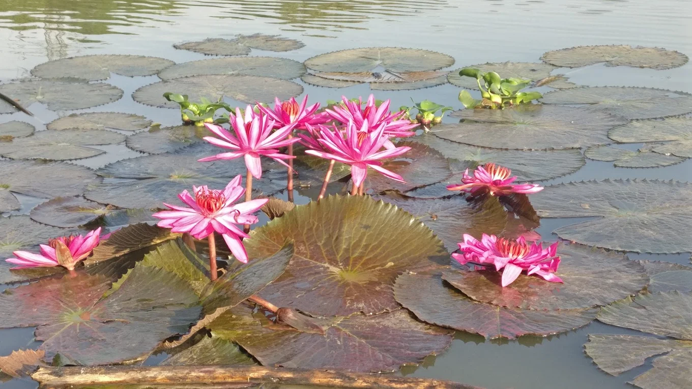 Hebbal Lake, photo 4 of 7