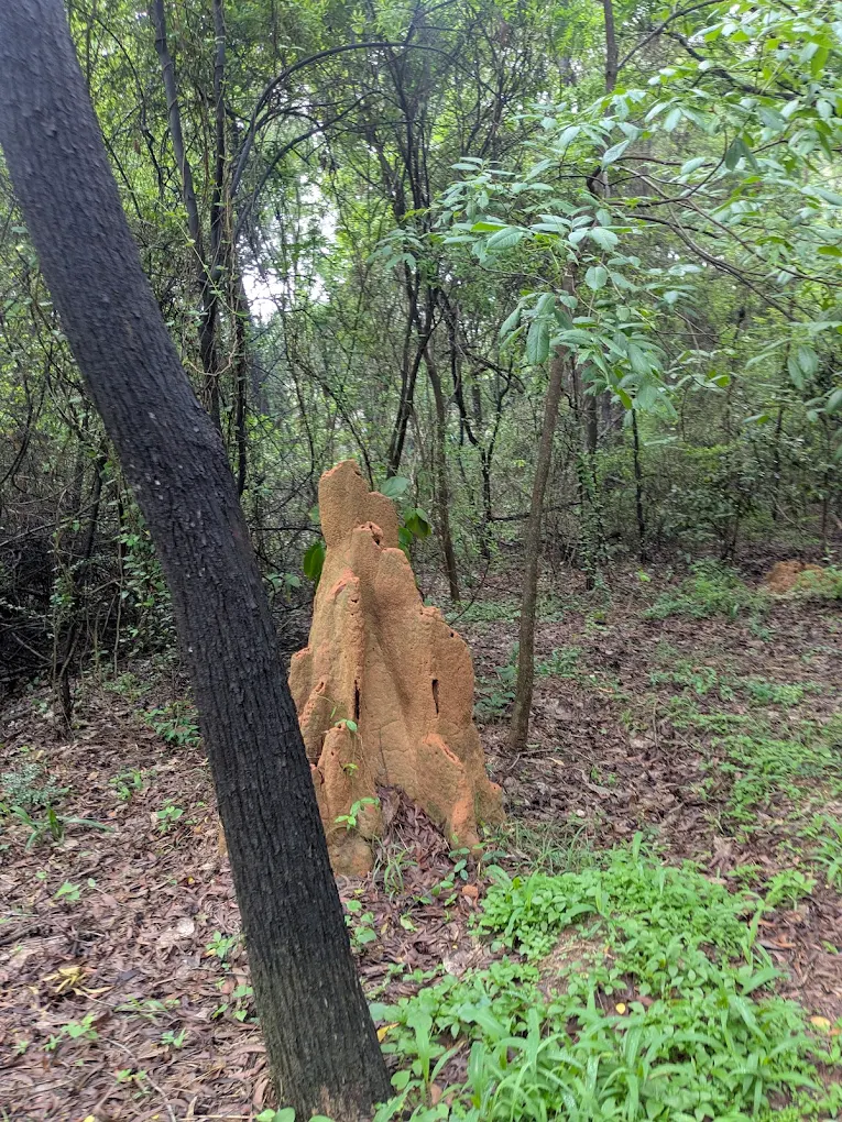 Doresanipalya Forest, photo 3 of 6