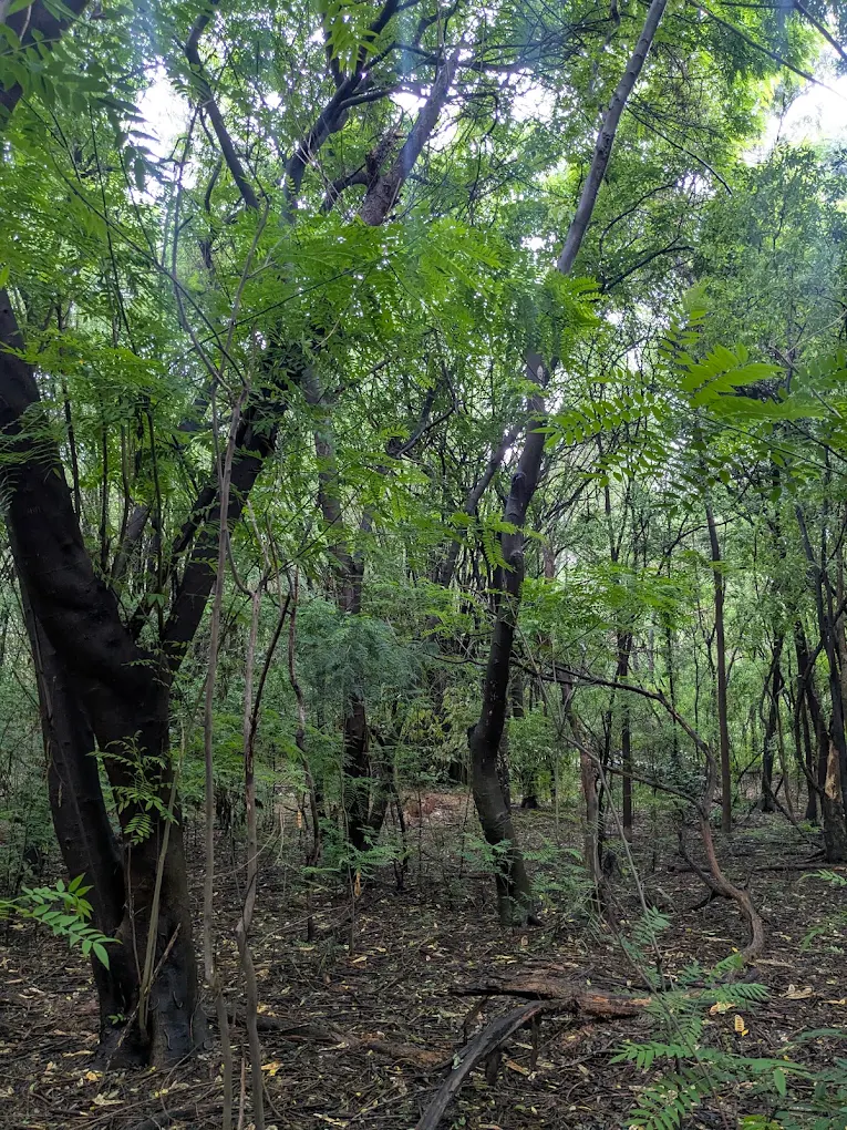 Doresanipalya Forest, photo 4 of 6