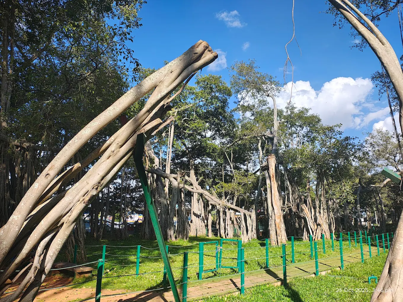 Banyan Tree HSR, photo 1 of 6