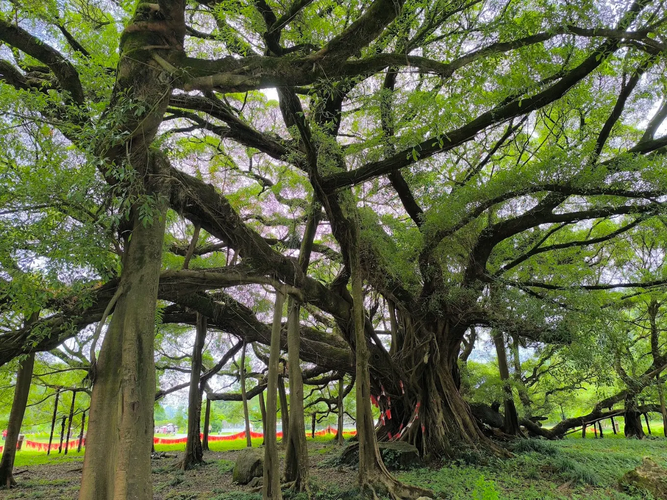 Banyan Tree HSR, photo 2 of 6