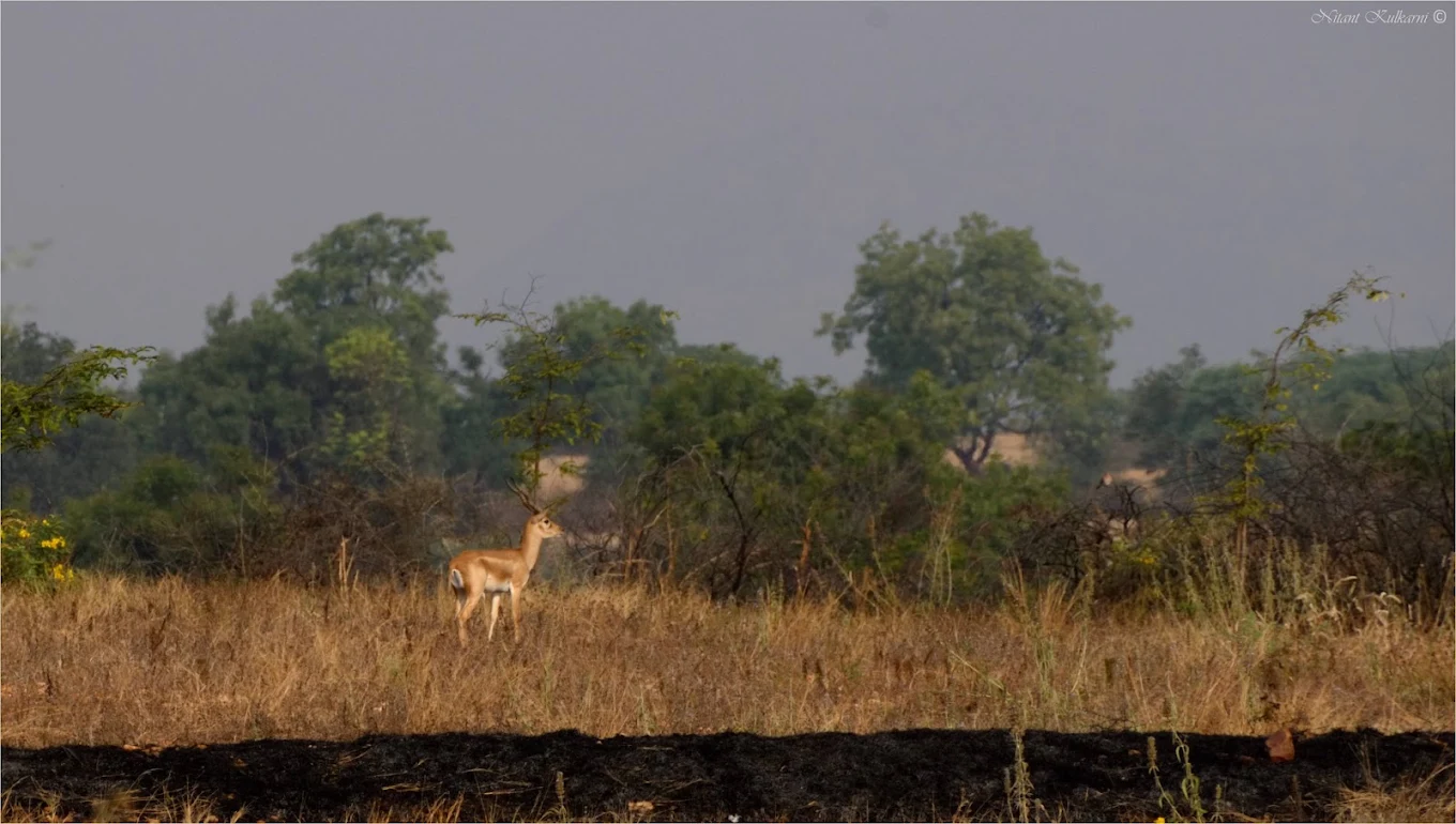 Jayamangali Blackbuck Conservation Reserve, photo 1 of 7