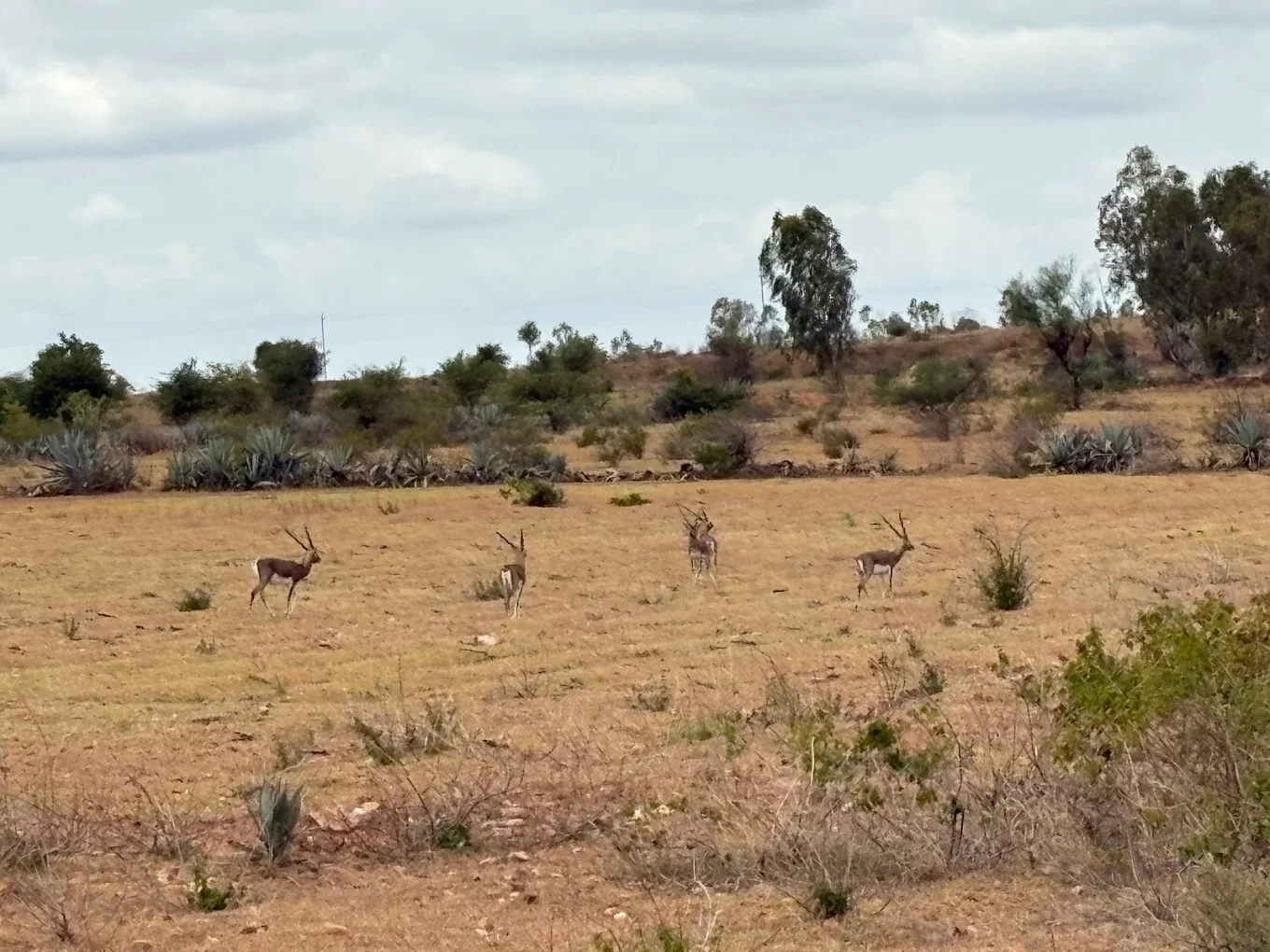 Jayamangali Blackbuck Conservation Reserve, photo 2 of 7