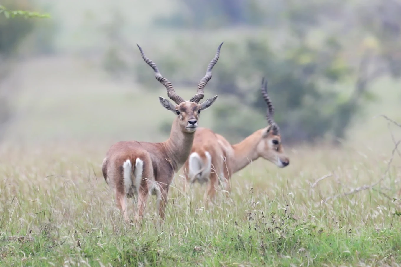 Jayamangali Blackbuck Conservation Reserve, photo 3 of 7