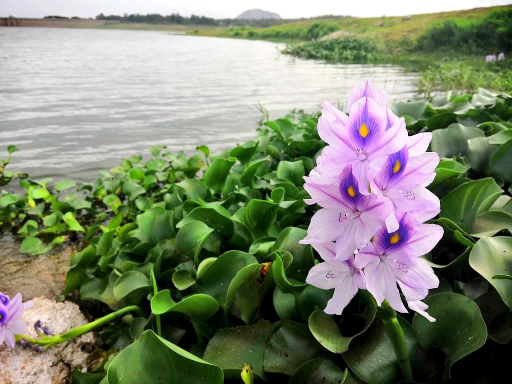 Thippagondanahalli Reservoir, photo 3 of 8