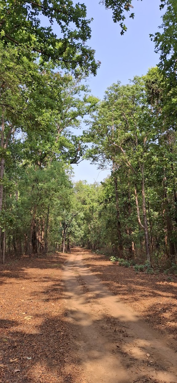 Jungle safari kanha, photo 1 of 8