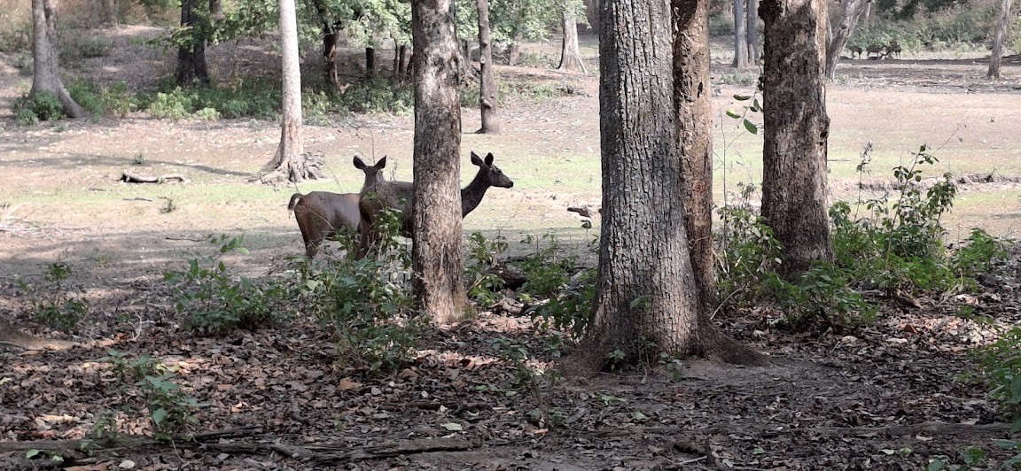 Jungle safari kanha, photo 3 of 8