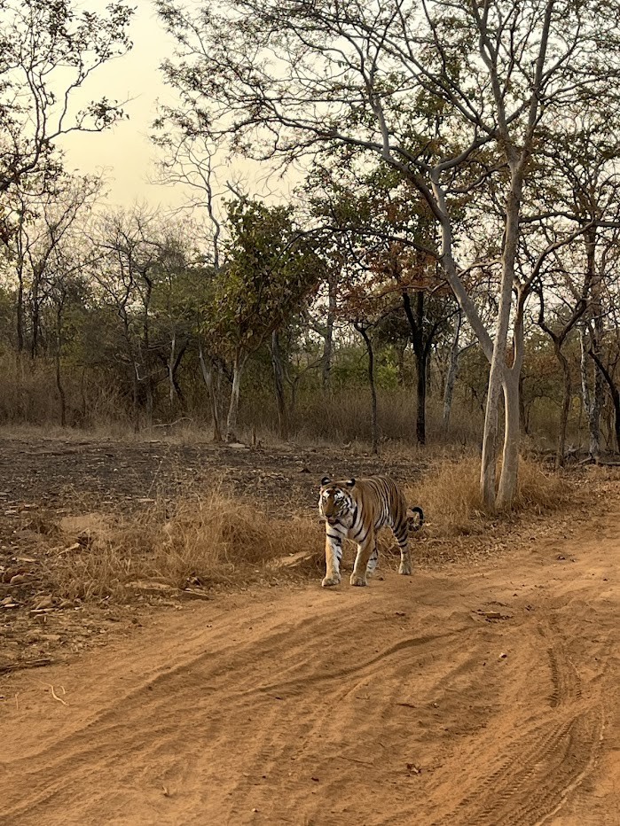 Pench National Park Turia Gate, photo 2 of 6