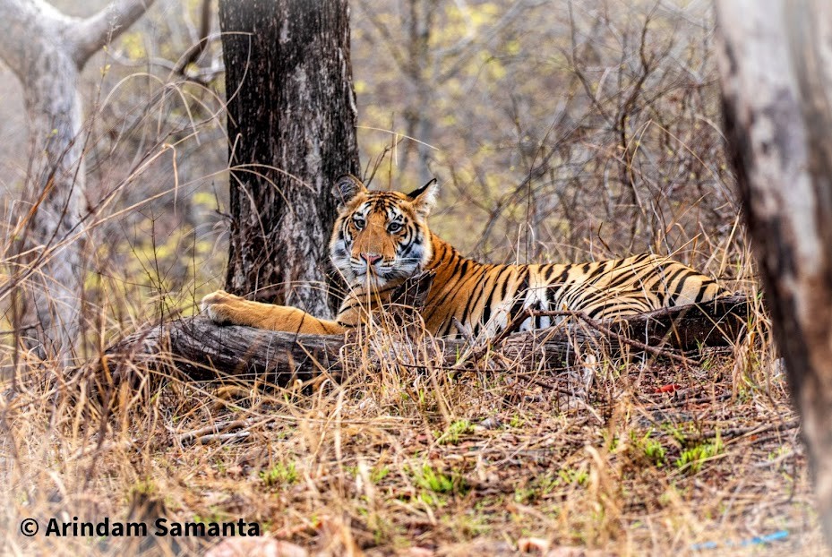 Pench National Park Turia Gate, photo 1 of 6