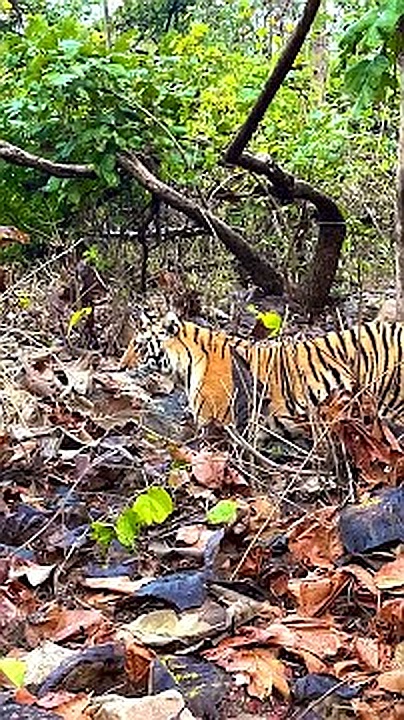 Pench National Park Turia Gate, photo 4 of 6