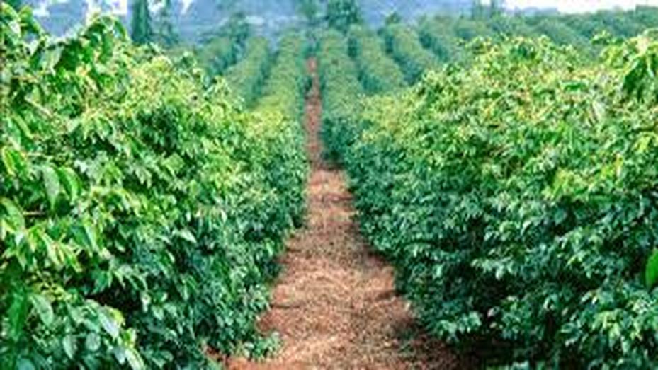 Coffee Plantation, photo 3 of 9