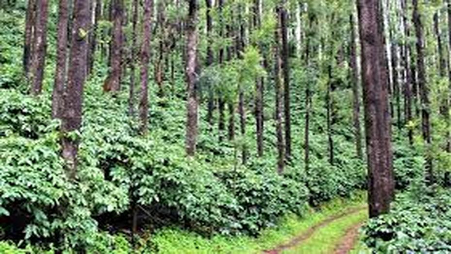Coffee Plantation, photo 4 of 9