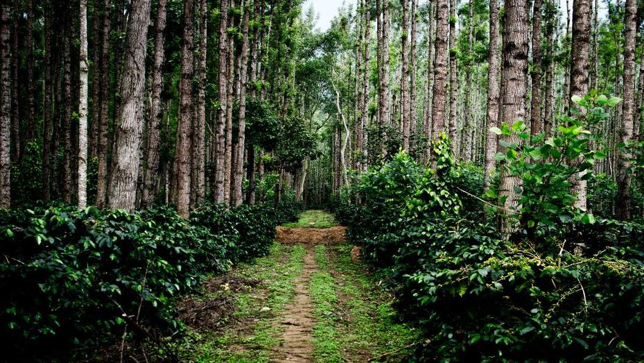 Coffee Plantation, photo 1 of 9