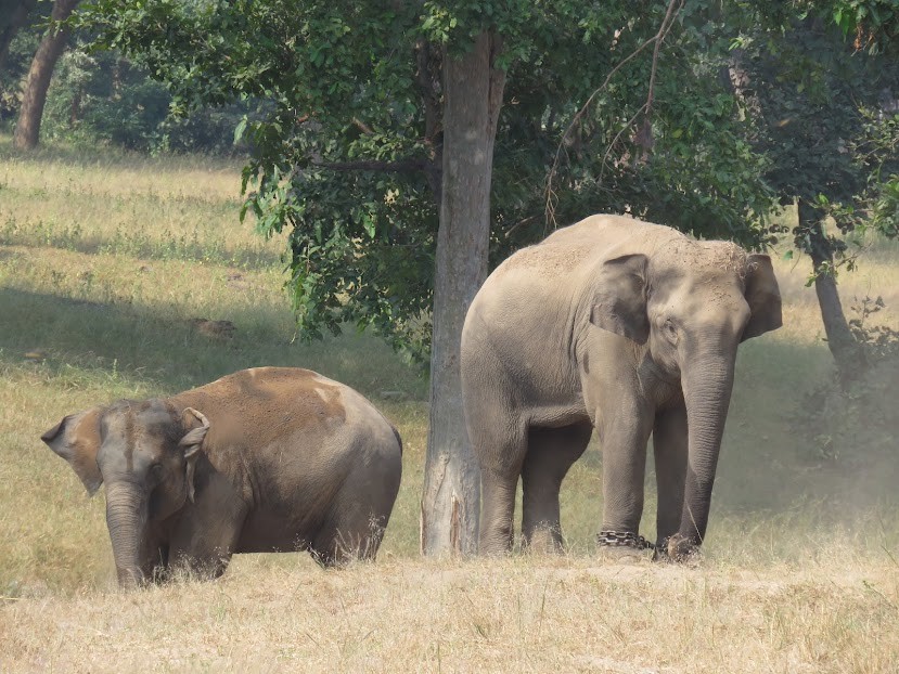 Bandhavgarh National Park, Madhya Pradesh, photo 2